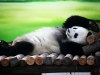 панда на відпочинку