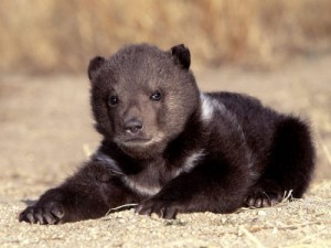 grizzly-bear-cub-1