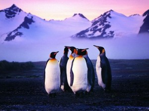 пінгвіни