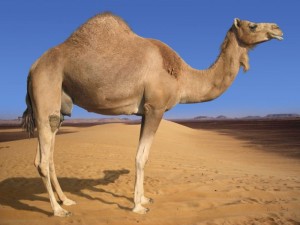 верблюд в пустелі