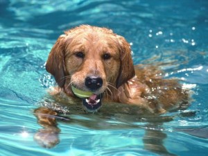 собака купається
