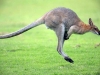 кенгуру в стрибку