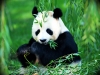 панда на природі