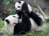 панда с дитиною